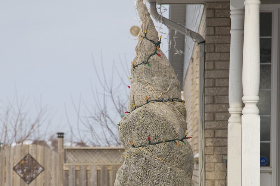 How to Protect Trees from Heavy Snow