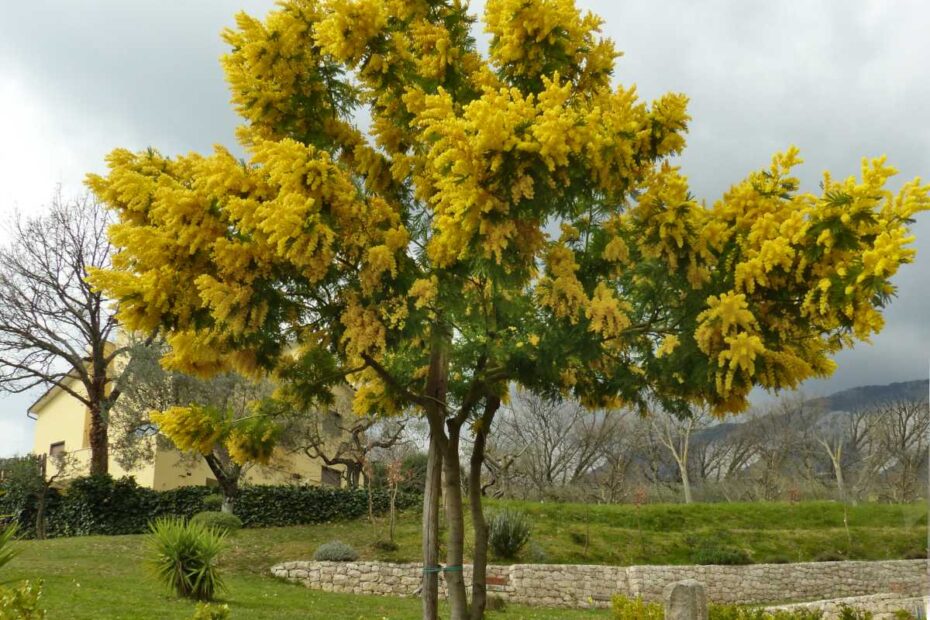 How to Prune a Mimosa Tree