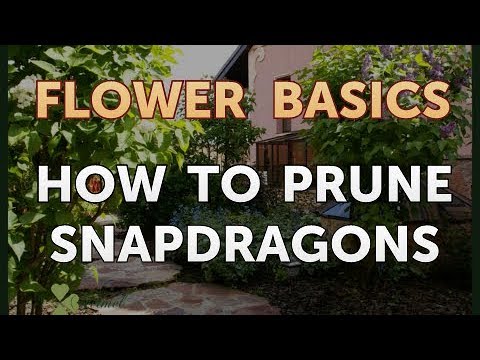 How to Prune Snapdragons