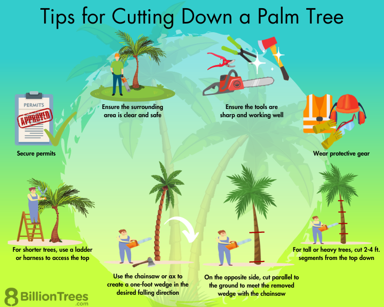 How to Remove a Palm Tree Without Killing it