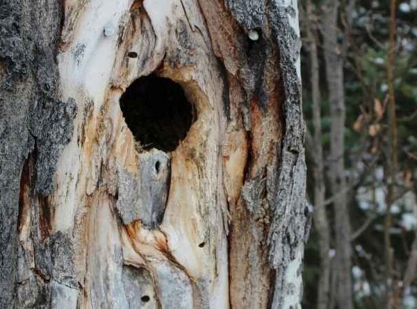 How to Repair a Rotten Hole in a Tree