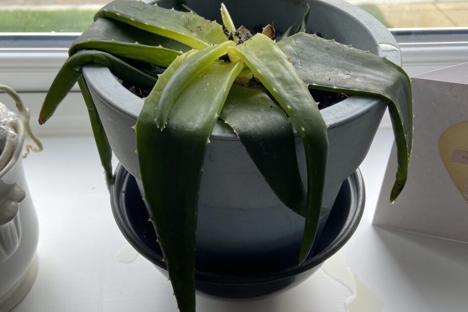 How to Revive Aloe Plant After Freeze