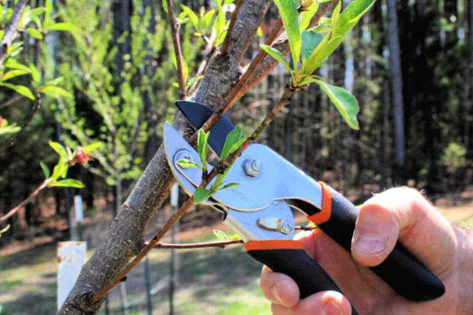 How to Root Peach Tree Cuttings