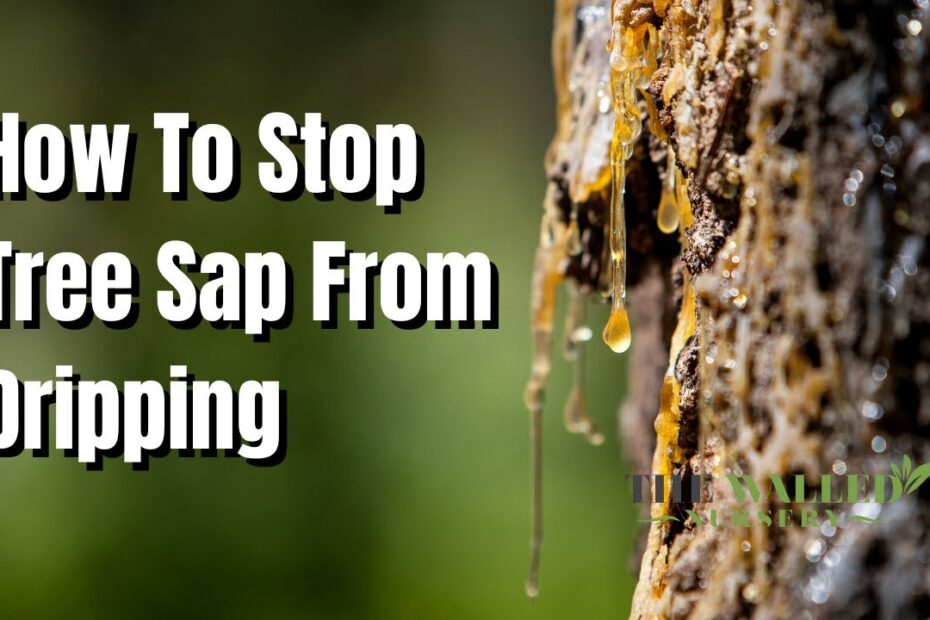 How to Stop Sap from Coming Out of Tree