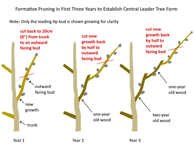 How to Stop Tree Branches from Growing Back