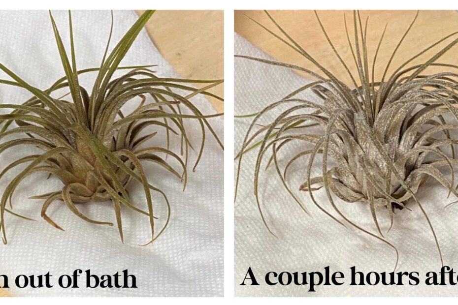 How to Tell if an Air Plant is Dead