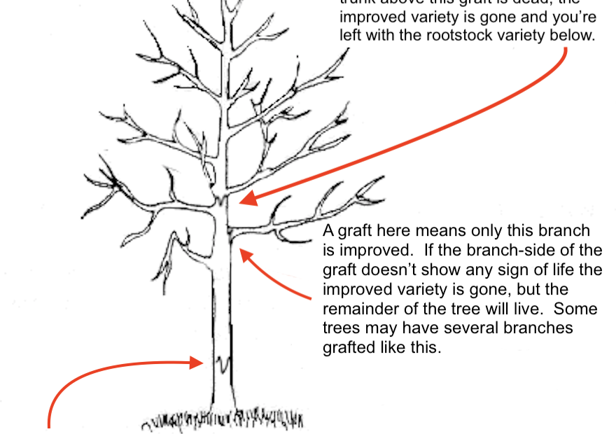 How to Tell if Fig Tree is Dead