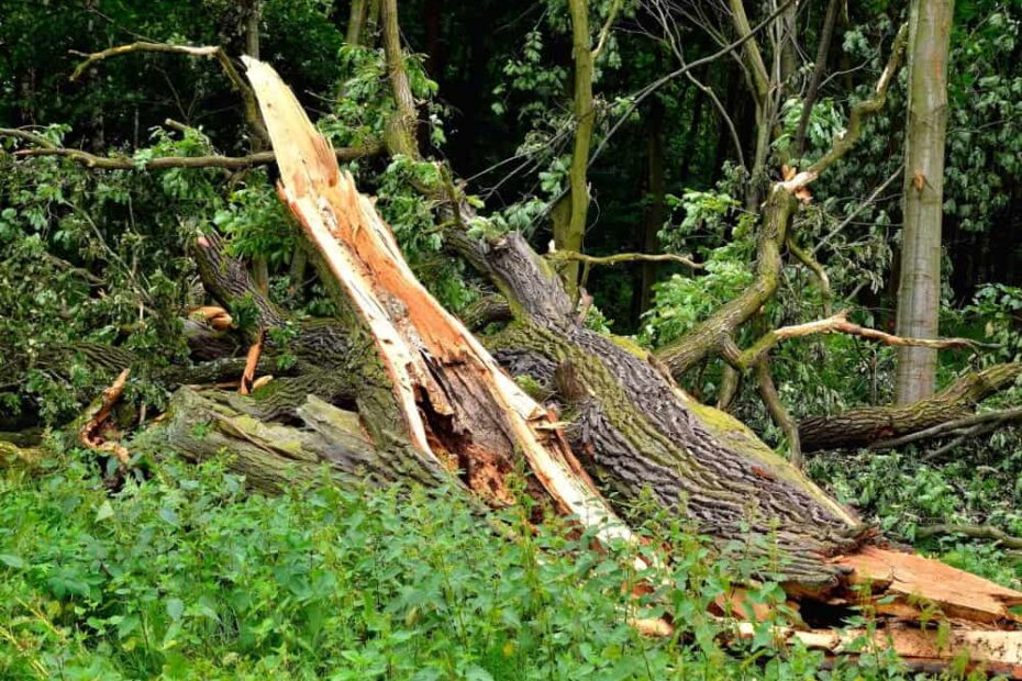 How to Tell if Lightning Struck a Tree