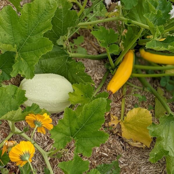 How to Tell the Difference Between Zucchini and Pumpkin Plants