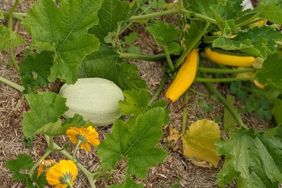 How to Tell the Difference Between Zucchini and Pumpkin Plants