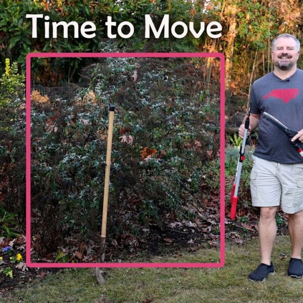 How to Transplant a Butterfly Bush