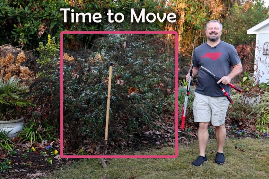 How to Transplant a Butterfly Bush