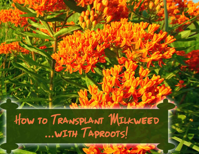 How to Transplant Butterfly Weed