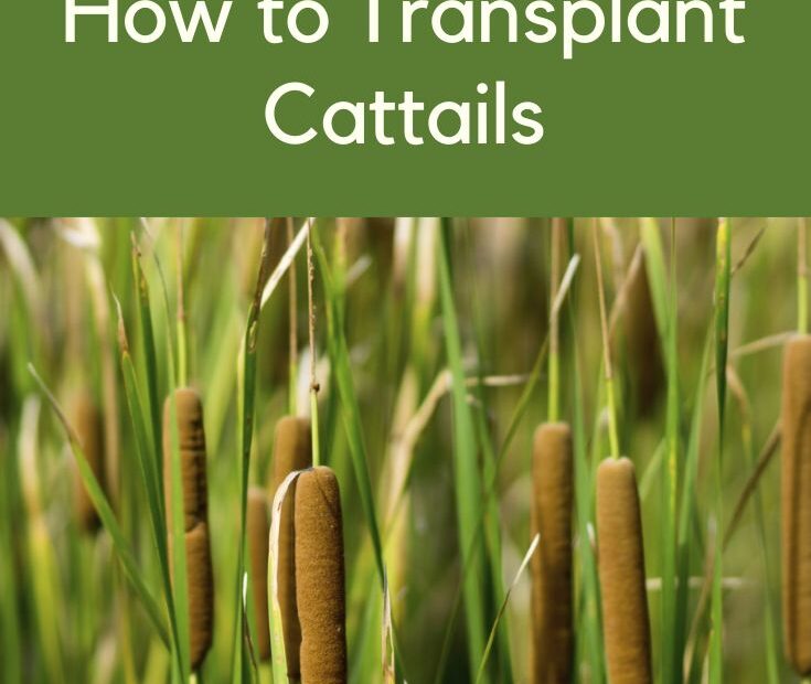 How to Transplant Cattails