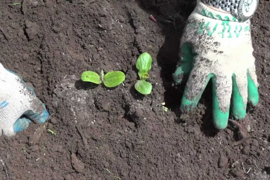 How to Transplant Squash