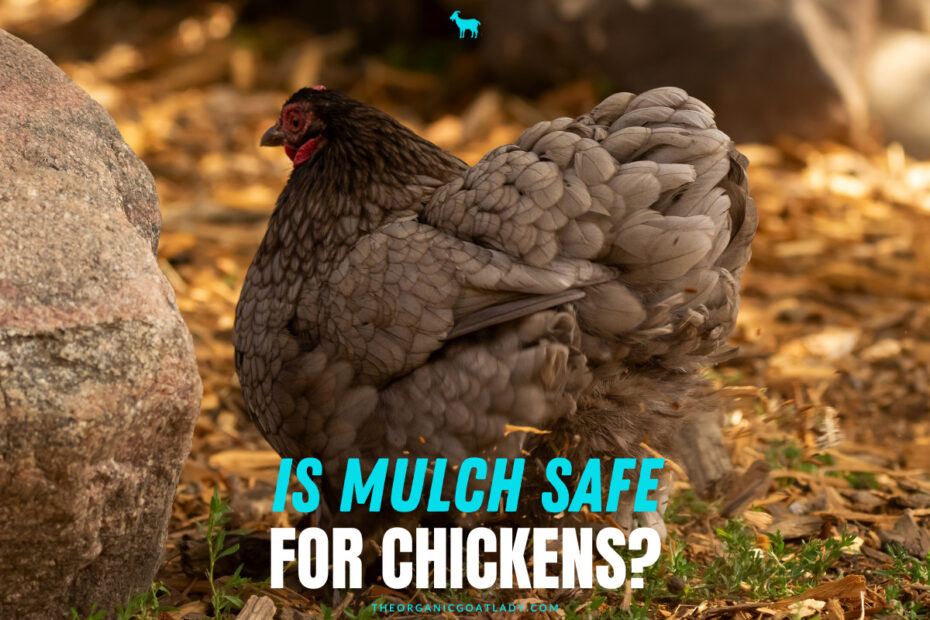 Is Bagged Mulch Safe for Chickens