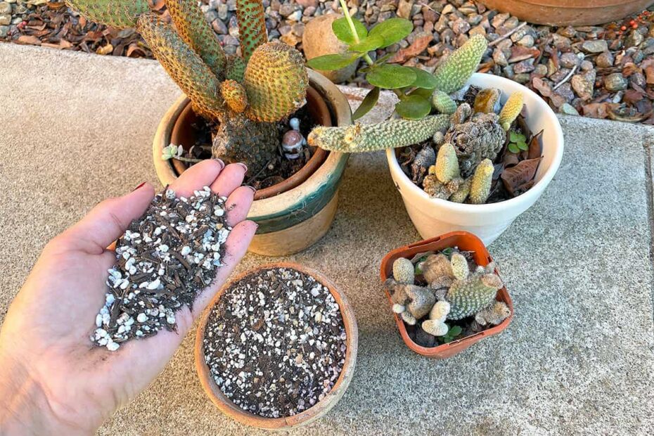 Is Cactus Soil Acidic