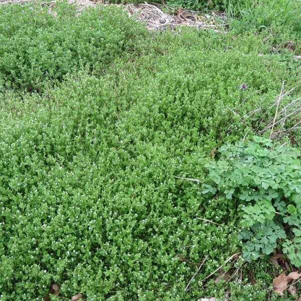 Is Chickweed Good for Chickens