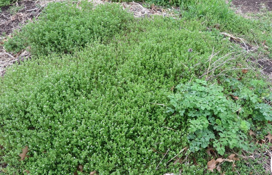 Is Chickweed Good for Chickens