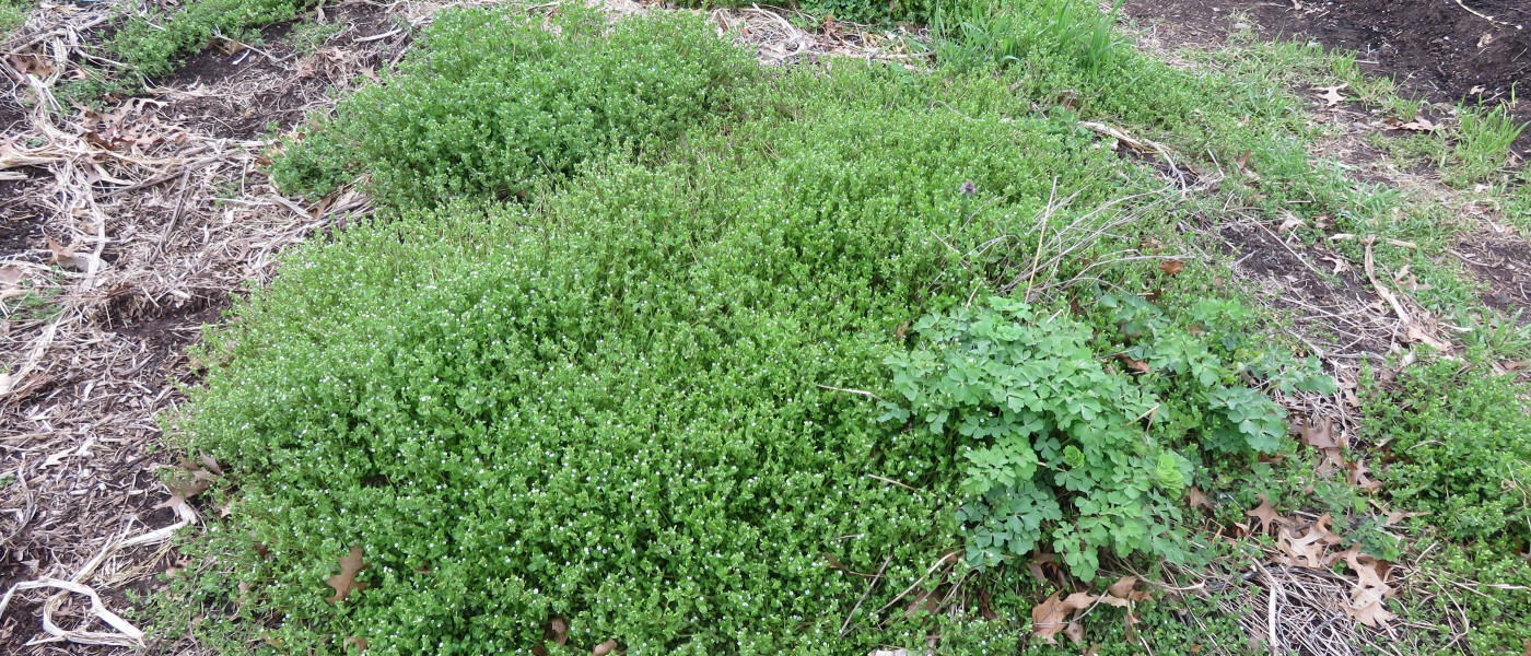 Is Chickweed Good for Chickens