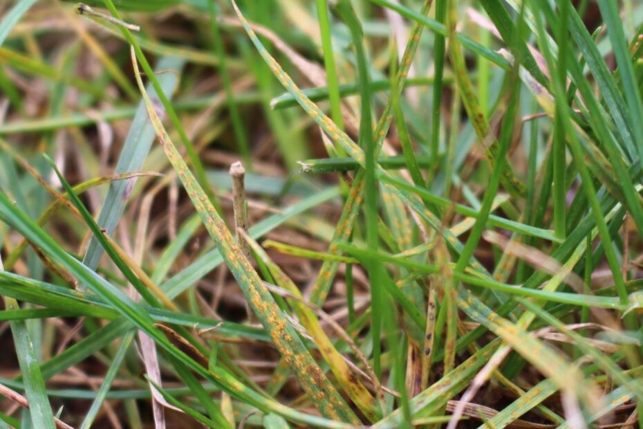 Is Lawn Rust Harmful to Dogs