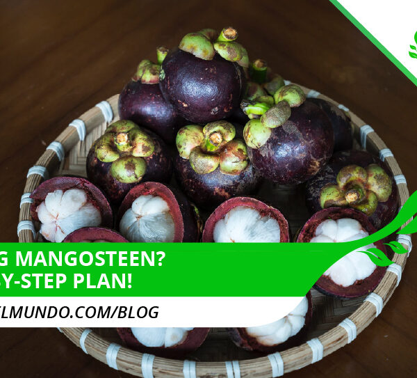 Is Mangosteen Seed Edible