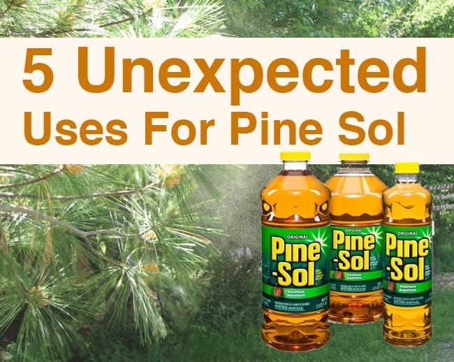 Is Pine Sol Safe for Plants