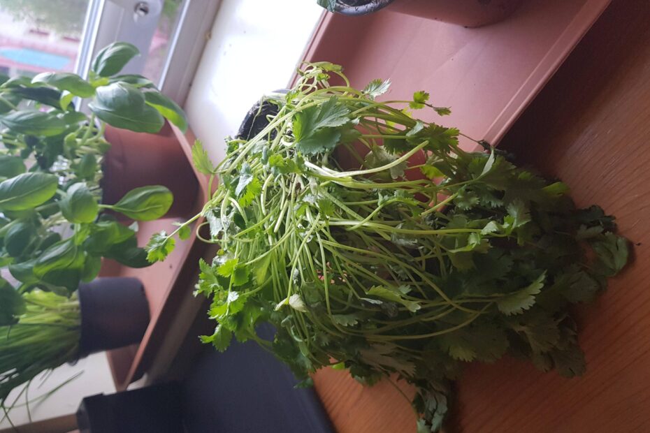 My Cilantro Plant is Limp