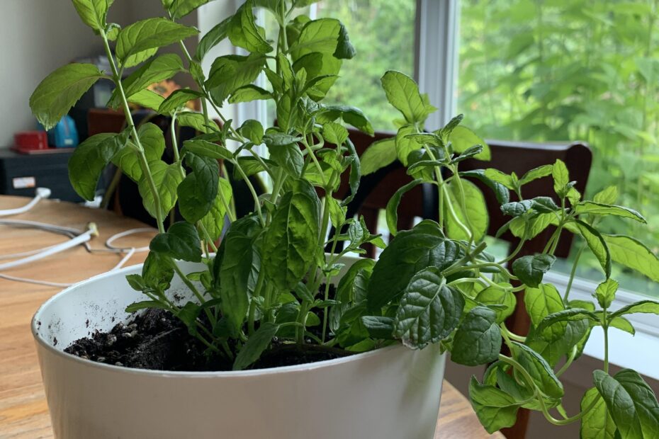 My Mint Plant is Drooping