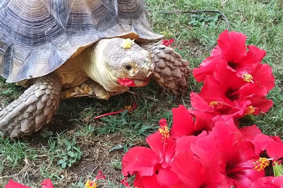 What Animals Eat Hibiscus Plants