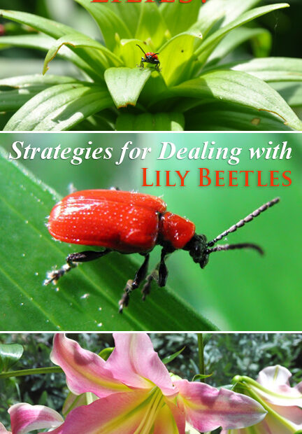 What Animals Eat Lily Plants