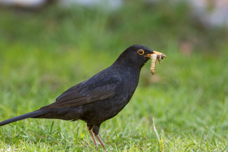 What Are Birds Eating in My Lawn