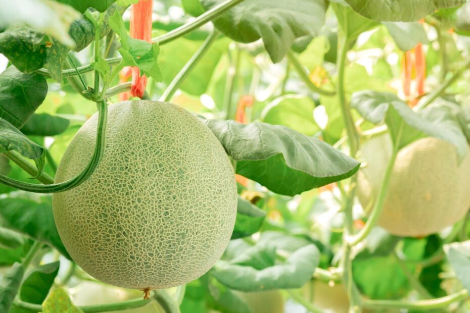 What Can You Plant with Cantaloupe