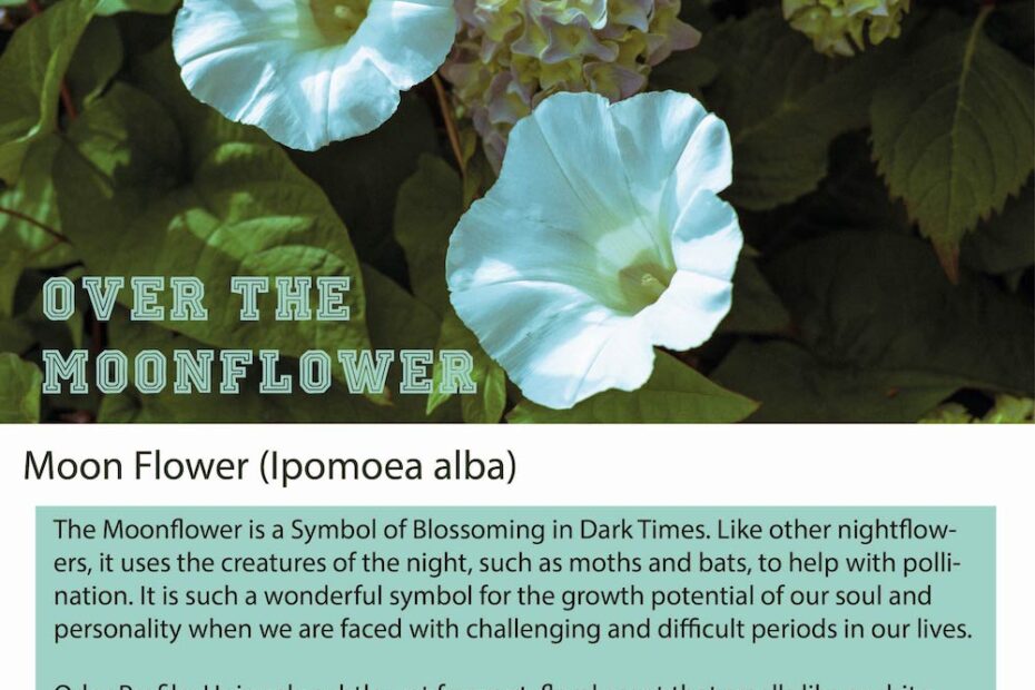 What Does Moonflower Smell Like