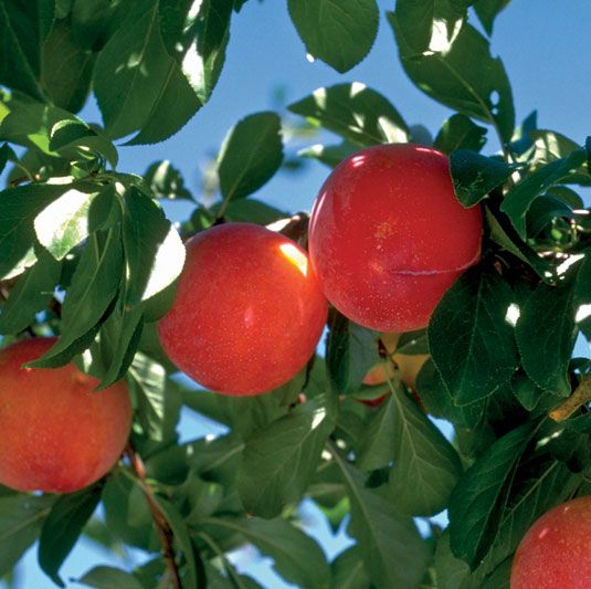 What Fruit Trees Grow in Wyoming