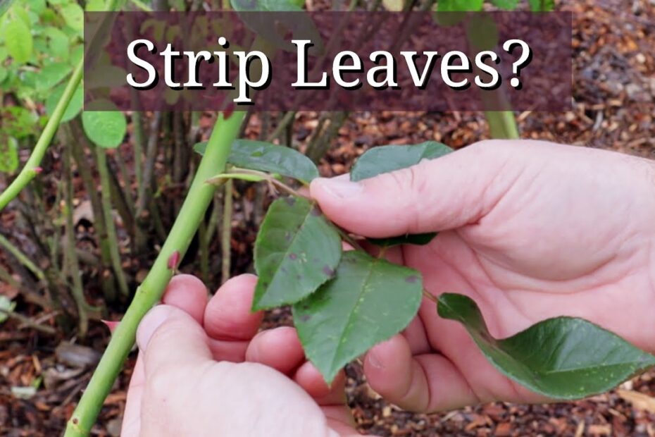 What is Stripping My Rose Leaves