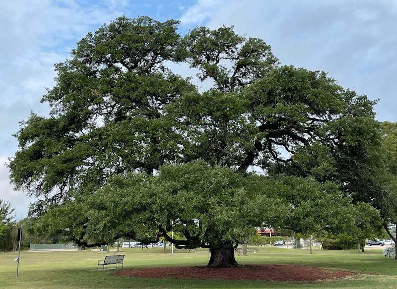 What is the Most Common Tree in Texas