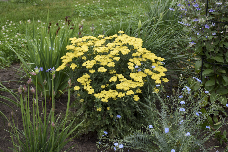 What Not to Plant with Yarrow