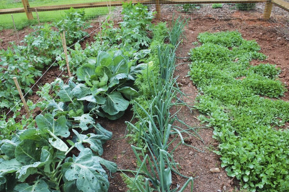 What to Companion Plant with Brussel Sprouts