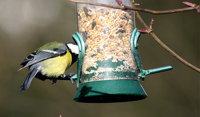 What to Do with Old Bird Seed