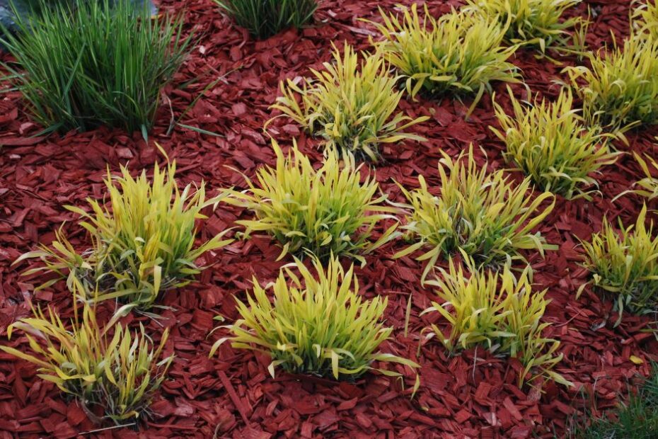 What to Do with Old Dyed Mulch