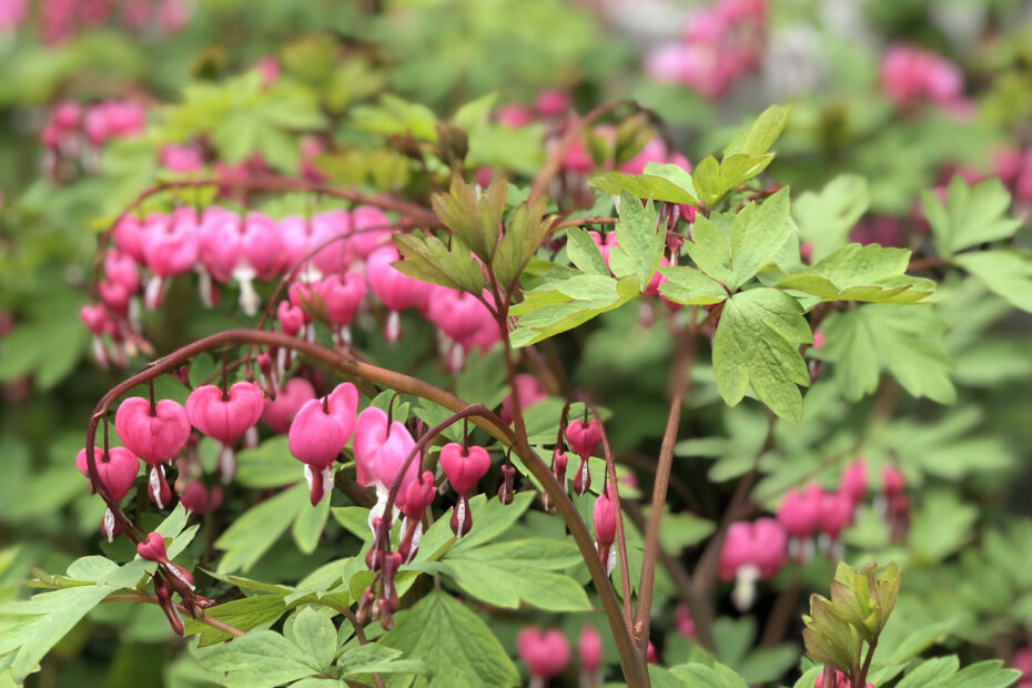 What to Plant in April in Seattle