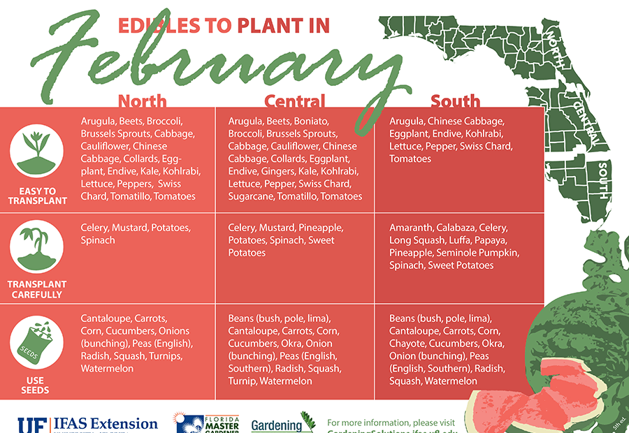 What to Plant in February in Florida