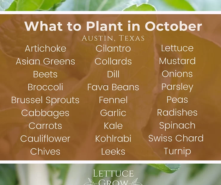 What to Plant in October in Central Texas