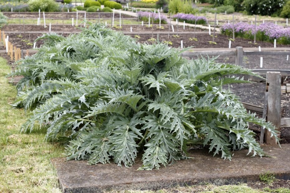 What to Plant with Artichokes