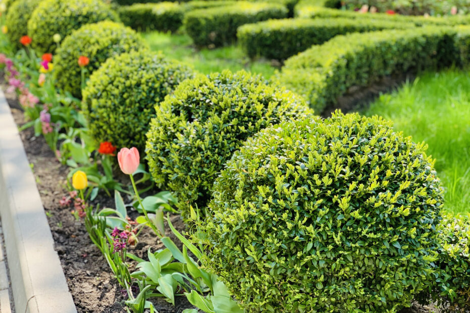 What to Plant with Boxwood