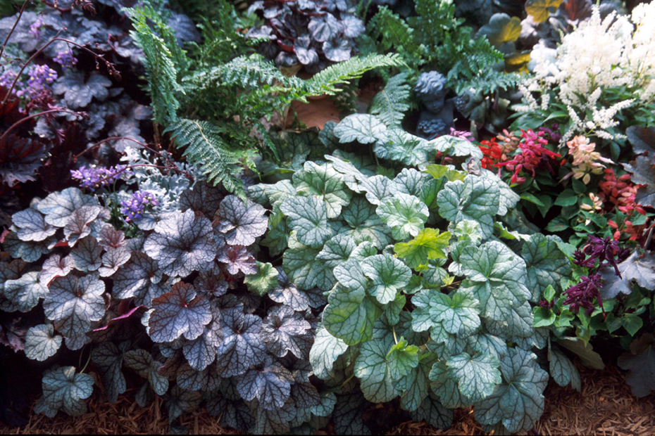 What to Plant with Heuchera