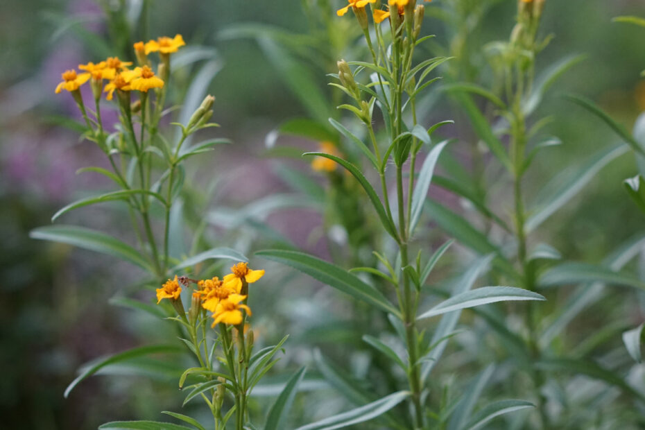 What to Plant with Tarragon