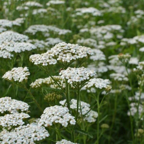 What to Plant with Yarrow