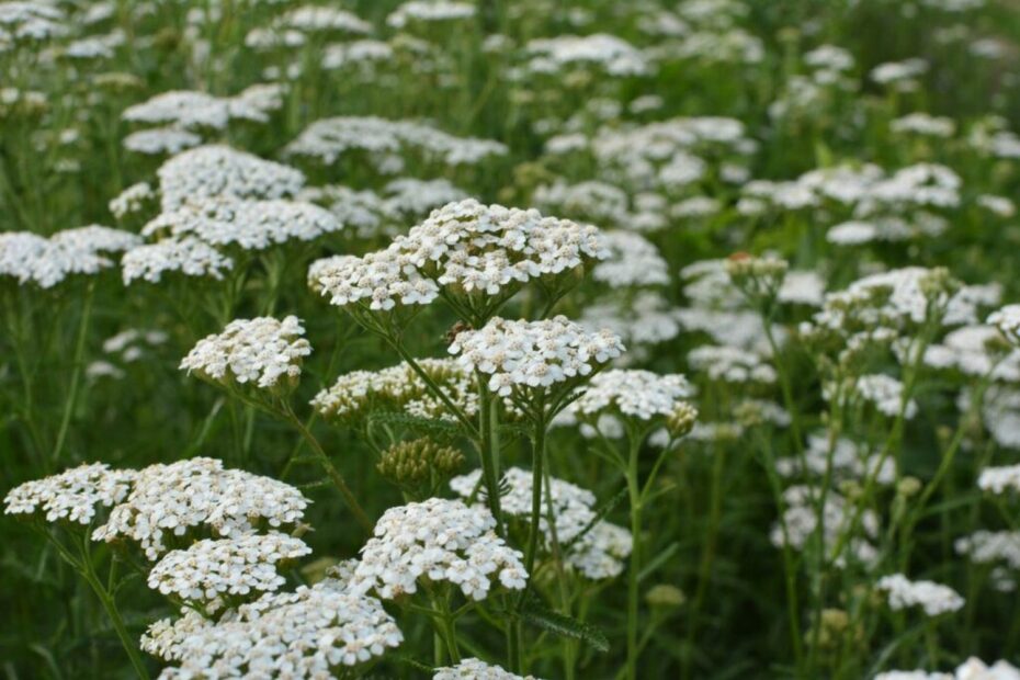 What to Plant with Yarrow